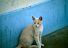 Katze in las Tricias : blaue Wand